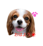 キャバリアソラののほほんな日常（個別スタンプ：6）