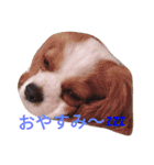 キャバリアソラののほほんな日常（個別スタンプ：7）