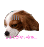 キャバリアソラののほほんな日常（個別スタンプ：8）