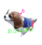 キャバリアソラののほほんな日常（個別スタンプ：9）