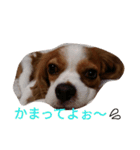 キャバリアソラののほほんな日常（個別スタンプ：10）