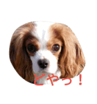 キャバリアソラののほほんな日常（個別スタンプ：12）