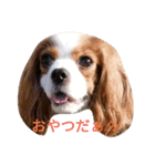 キャバリアソラののほほんな日常（個別スタンプ：16）
