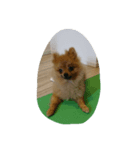 ペロたん（個別スタンプ：5）