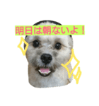 むぎくんスタンプ（個別スタンプ：11）