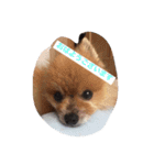 うちのワンたま（個別スタンプ：2）