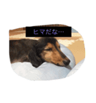 うちのワンたま（個別スタンプ：4）