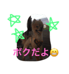 うちのワンたま（個別スタンプ：6）