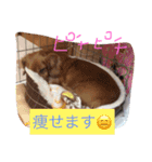 うちのワンたま（個別スタンプ：7）