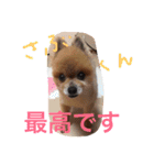 うちのワンたま（個別スタンプ：8）