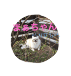うちのワンたま（個別スタンプ：9）