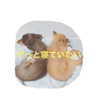 うちのワンたま（個別スタンプ：10）