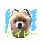 うちのワンたま（個別スタンプ：11）