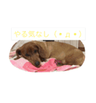 うちのワンたま（個別スタンプ：12）