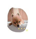 うちのワンたま（個別スタンプ：14）