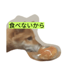 わんこ達（個別スタンプ：2）
