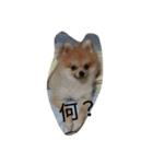 わんこ達（個別スタンプ：6）