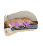 わんこ達（個別スタンプ：8）