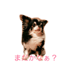 ftp3B-チワワ（個別スタンプ：1）