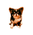 ftp3B-チワワ（個別スタンプ：3）