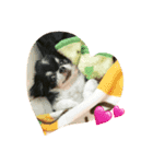 ftp3B-チワワ（個別スタンプ：7）
