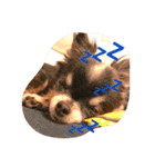 ftp3B-チワワ（個別スタンプ：8）