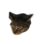猫と諸々（個別スタンプ：2）