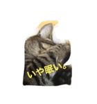 猫と諸々（個別スタンプ：4）