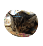 猫と諸々（個別スタンプ：6）