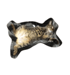 猫と諸々（個別スタンプ：7）