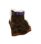 猫と諸々（個別スタンプ：8）