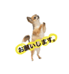 可愛い息子たちシャンディーライチ文太（個別スタンプ：2）