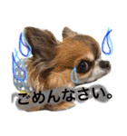 可愛い息子たちシャンディーライチ文太（個別スタンプ：4）