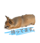 可愛い息子たちシャンディーライチ文太（個別スタンプ：9）