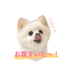 可愛い息子たちシャンディーライチ文太（個別スタンプ：10）