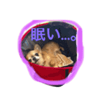 可愛い息子たちシャンディーライチ文太（個別スタンプ：15）