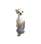 うちの家族犬（個別スタンプ：1）
