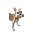 うちの家族犬（個別スタンプ：4）