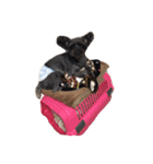 うちの家族犬（個別スタンプ：5）
