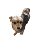 うちの家族犬（個別スタンプ：7）