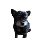 うちの家族犬（個別スタンプ：8）
