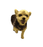 うちの家族犬（個別スタンプ：9）