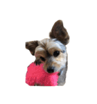 うちの家族犬（個別スタンプ：10）