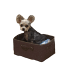 うちの家族犬（個別スタンプ：12）
