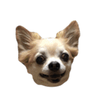 うちの家族犬（個別スタンプ：13）
