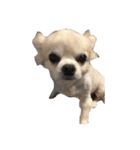 うちの家族犬（個別スタンプ：14）
