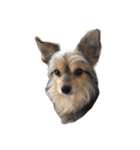 うちの家族犬（個別スタンプ：16）