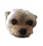 うちの家族犬（個別スタンプ：18）