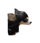 うちの家族犬（個別スタンプ：19）
