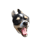 うちの家族犬（個別スタンプ：20）